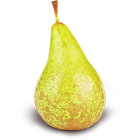 Fresh green pear, high-quality fruit from Allied Growers, perfect for healthy eating and culinary uses.