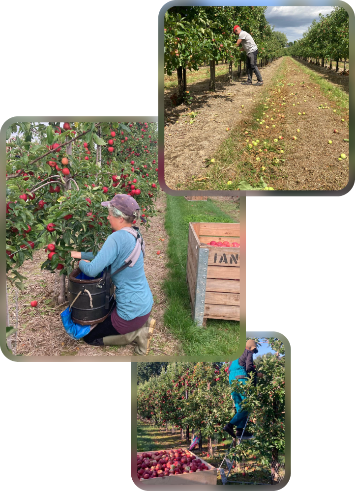 Apple picking in orchard during daytime, harvest season, fresh fruit, agricultural labour, outdoor activity, farm work, fruit garden, rural landscape, organic farming, seasonal produce.