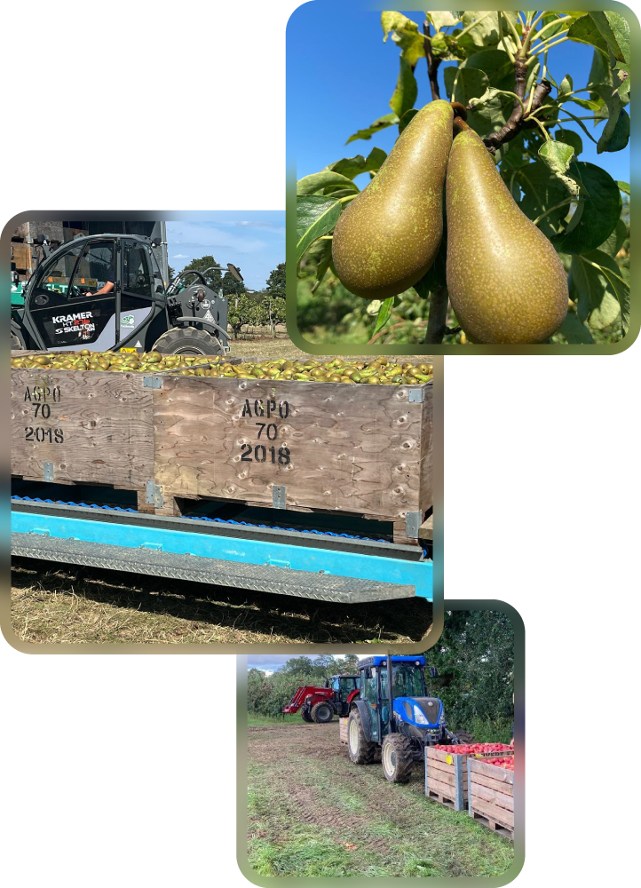 Pear trees with ripe pears on the branch, cultivated by Allied Growers, in a sunny orchard setting.